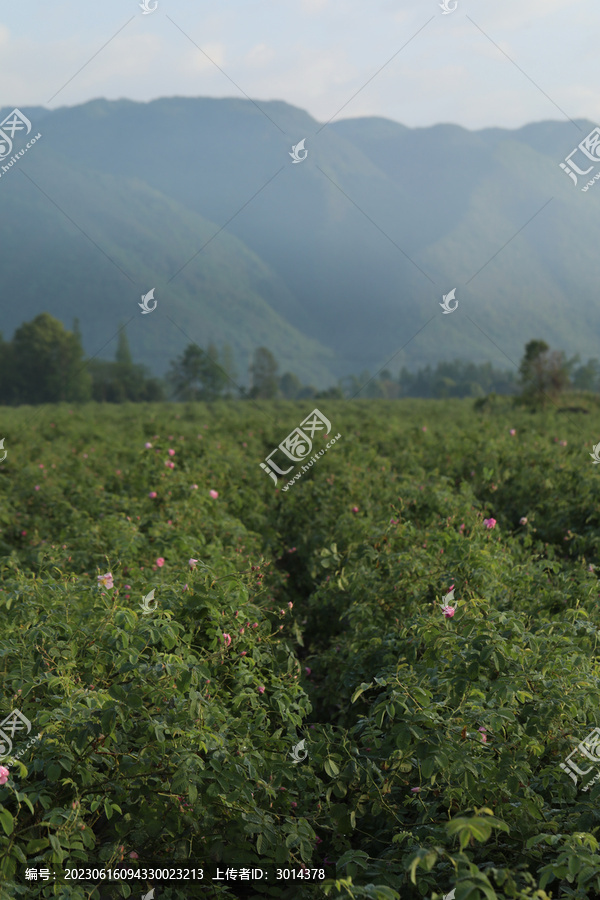 大马士革玫瑰精油纯露蒸馏