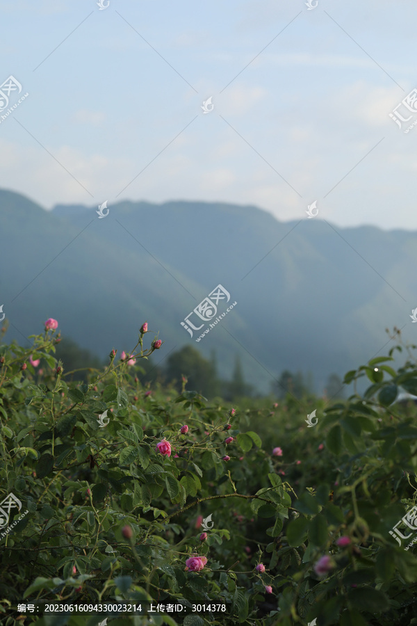 大马士革玫瑰精油纯露蒸馏