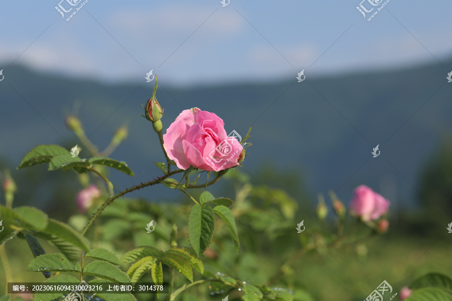 大马士革玫瑰精油纯露蒸馏