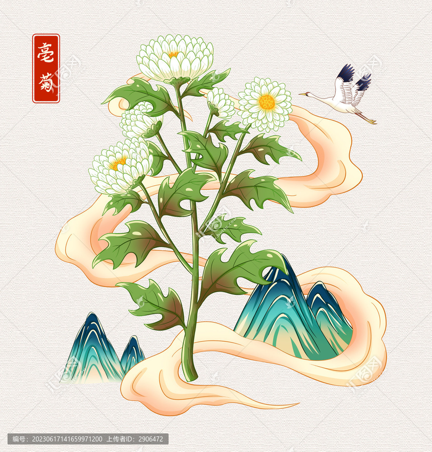 野菊花插画手绘