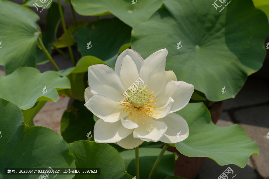 荷花莲花盛开夏日赏荷花