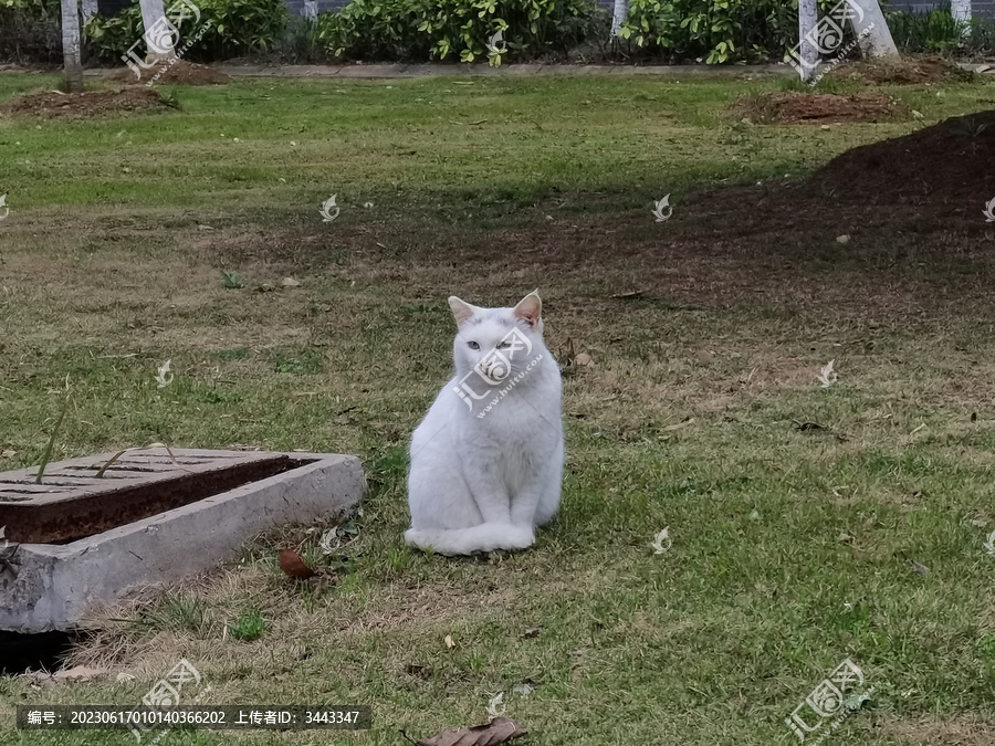 绿地上的白猫