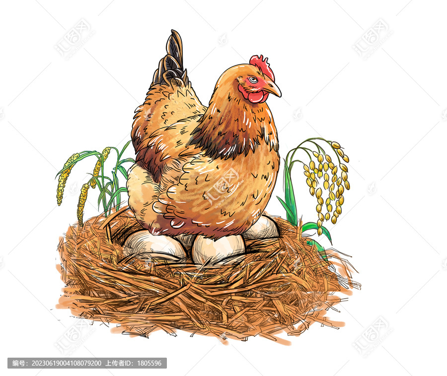 农家笨鸡蛋插画