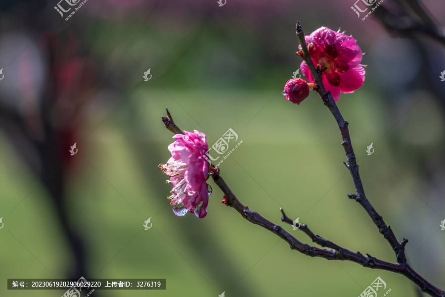 梅花花瓣花蕊