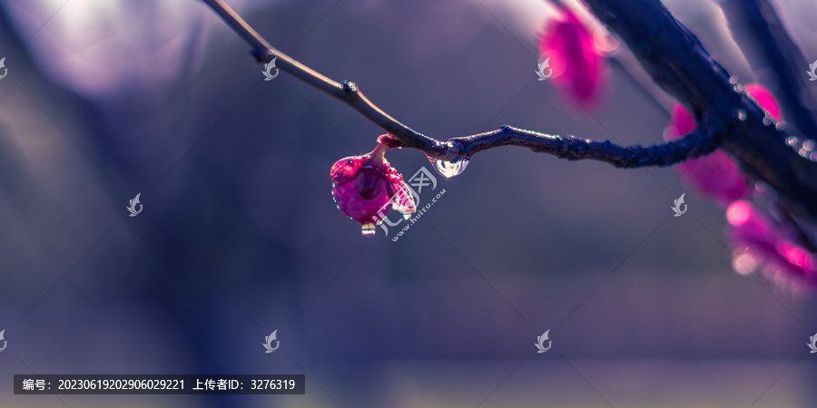 逆光露珠老树梅花