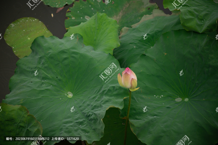 含苞待放的荷花