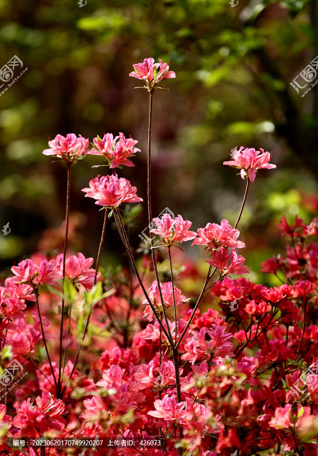 杜鹃花开火红瑰丽