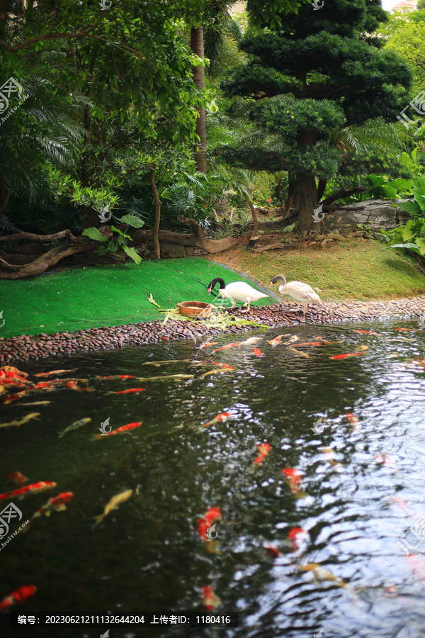 风水鱼