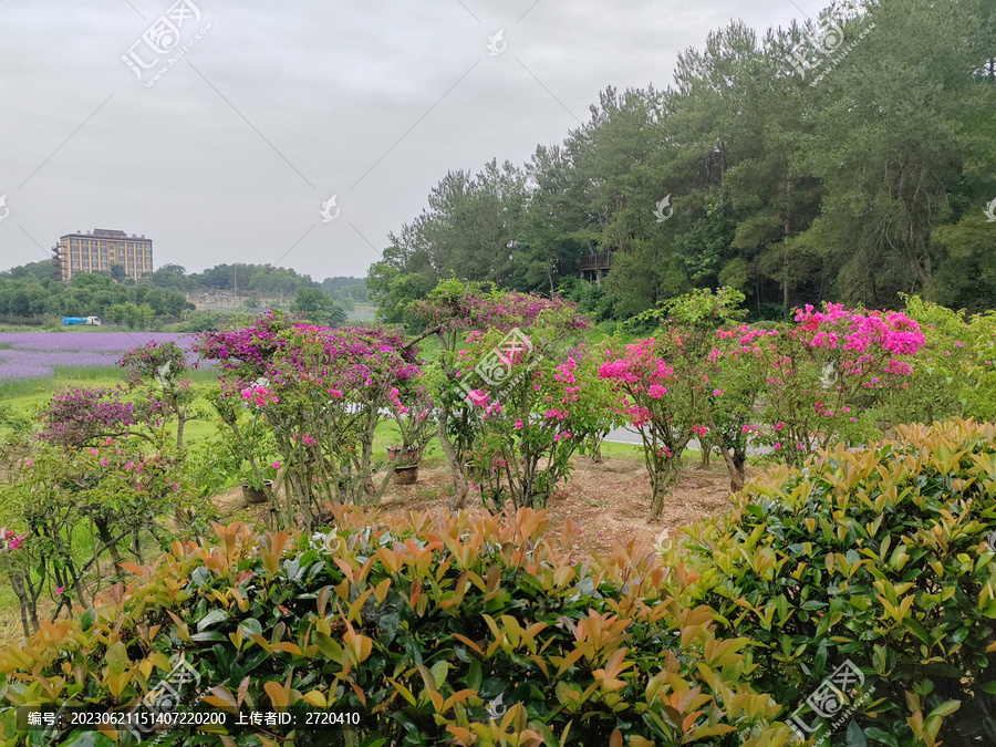 木兰花乡