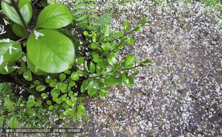 福州衣锦坊老屋前的流苏