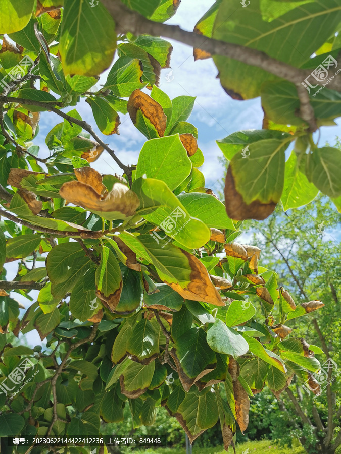 植物常见病虫害