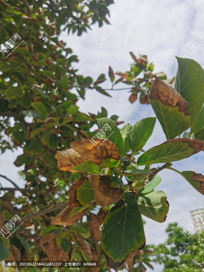 植物常见病虫害