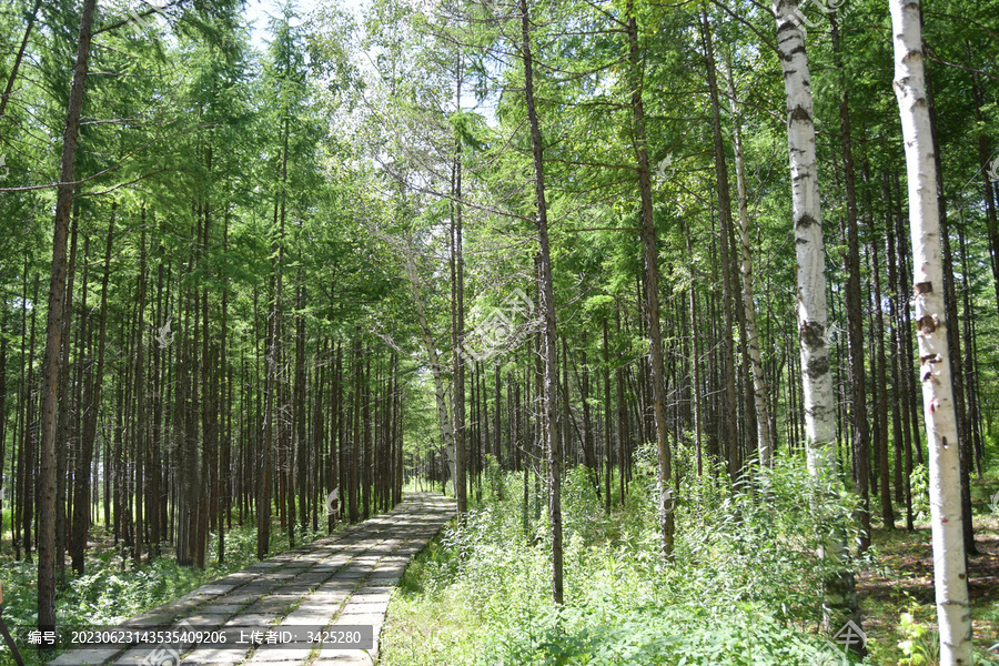 林荫小路