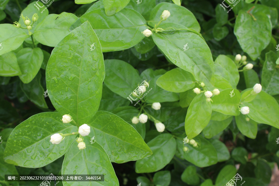 横县茉莉花