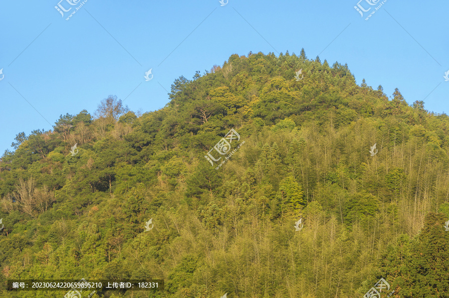 青山森林植被绿意