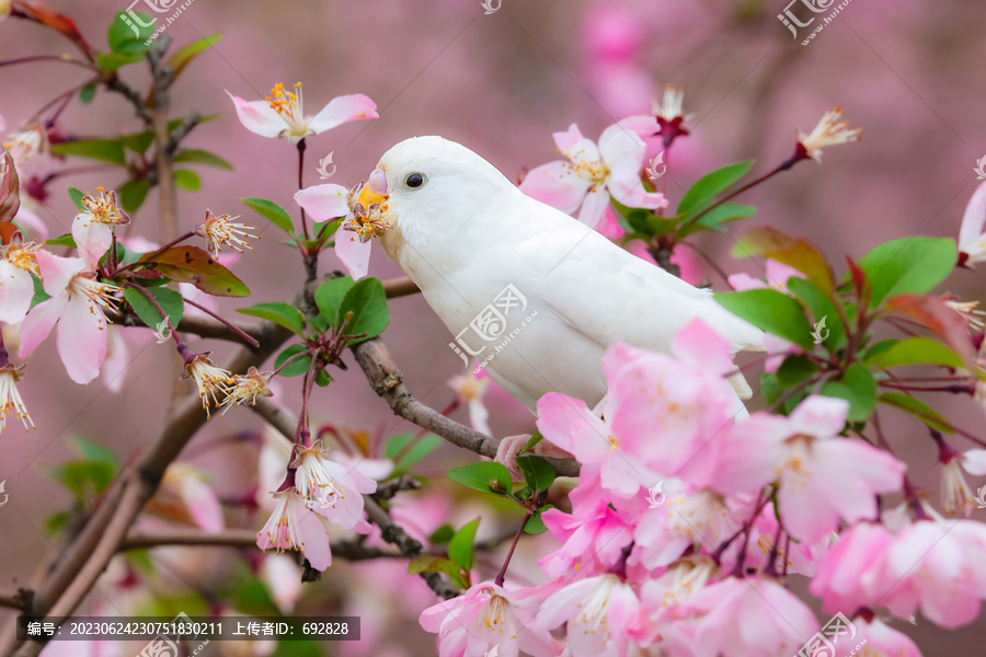 虎皮鹦鹉和海棠花