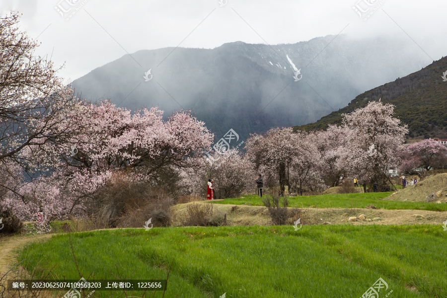 野桃花观赏圣地索松村54