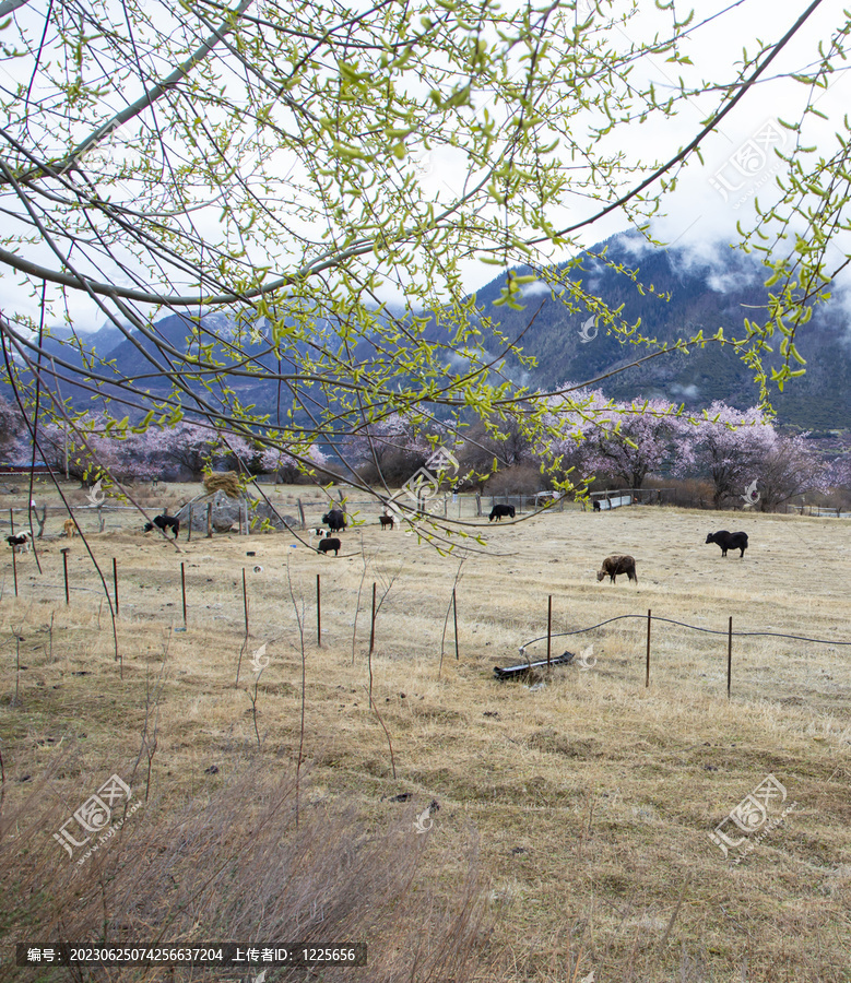 野桃花观赏圣地索松村105