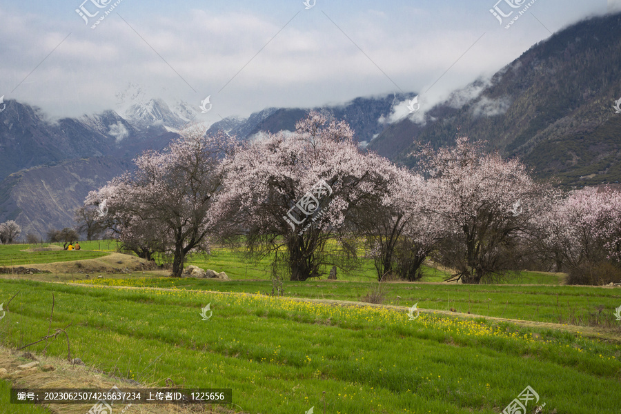 野桃花观赏圣地索松村135