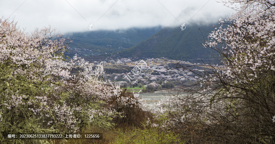 波密桃花沟风光23