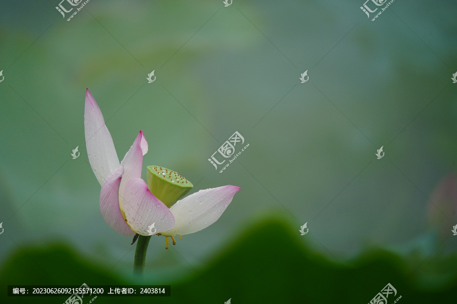 雨后荷塘荷花