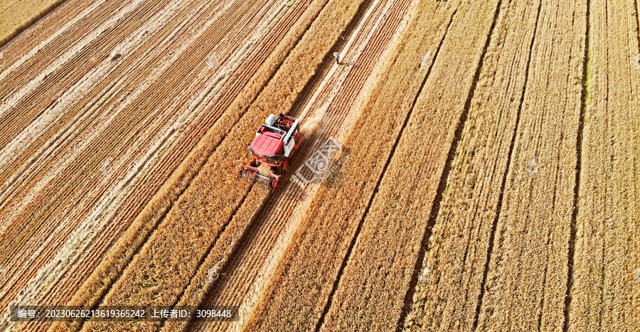 麦田收割机收割小麦