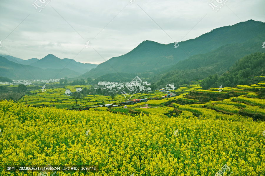 婺源油菜花