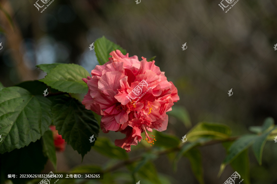 重瓣朱槿花朵的特写镜头