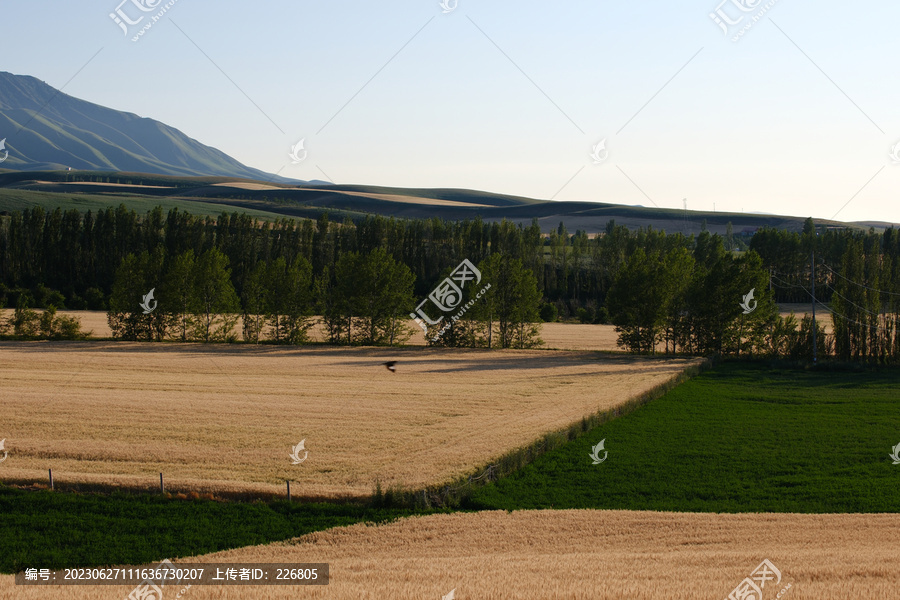 麦田