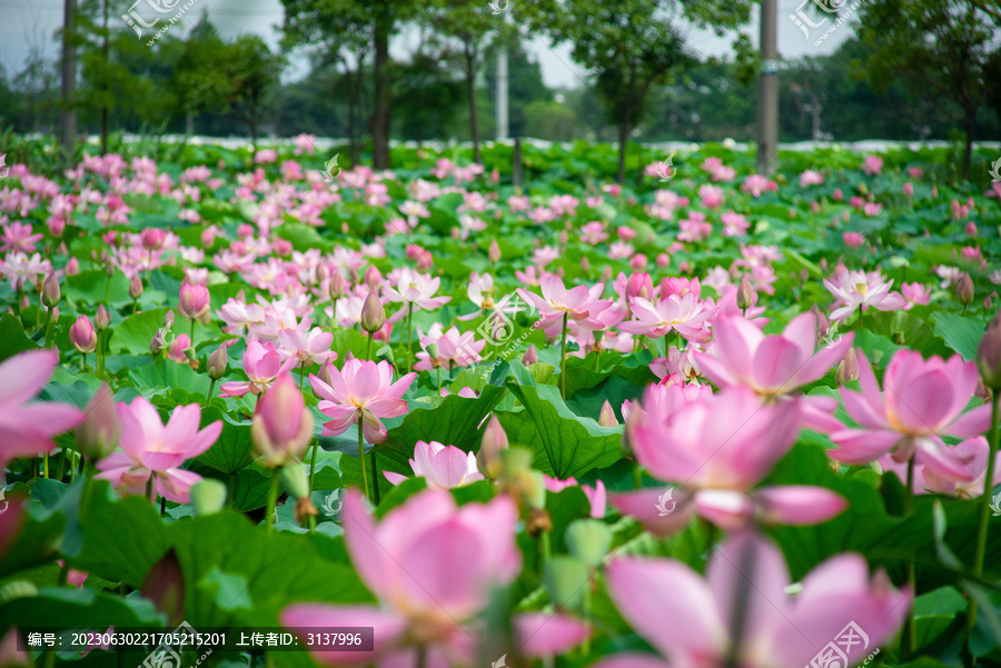 荷花池