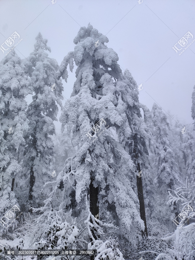 大雪压青松