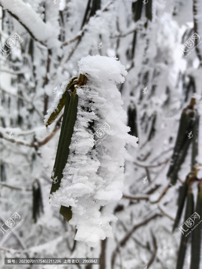 冰雪