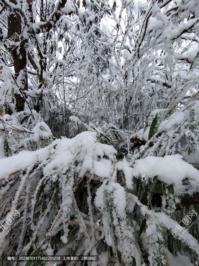 雪压枝头