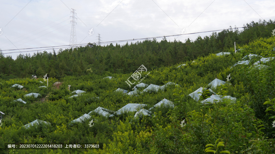 巫山脆李果树覆盖塑料薄膜