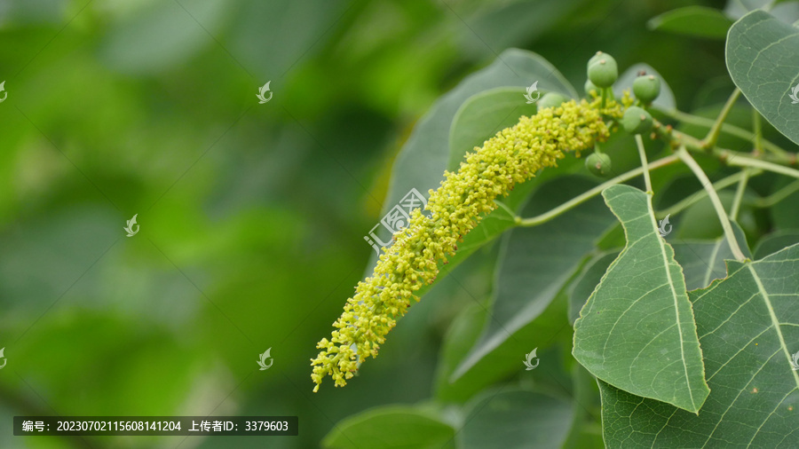 乌桕开花