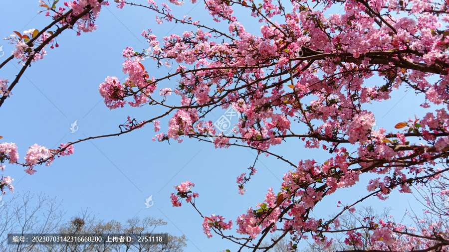 翠湖公园樱花