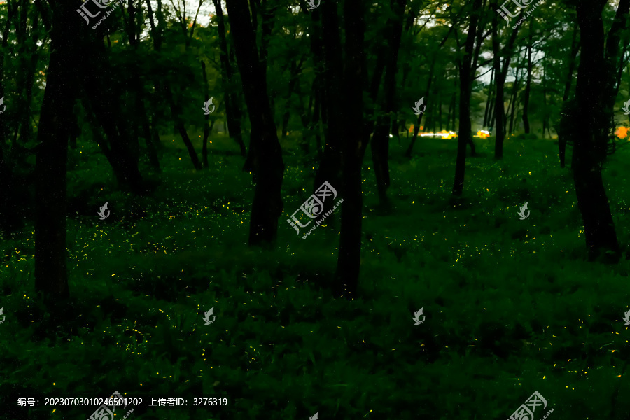 夏天夜晚森林里的萤火虫