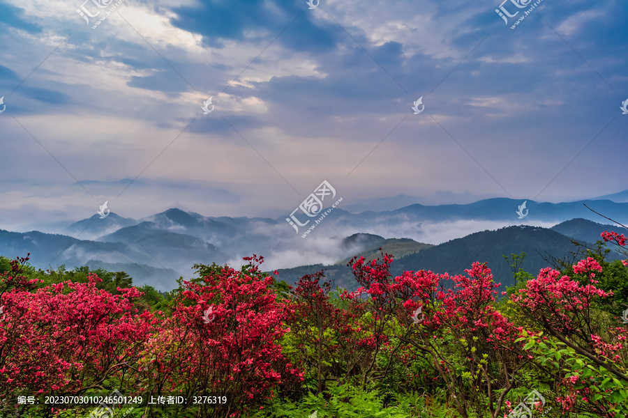 春天杜鹃花海云海风光