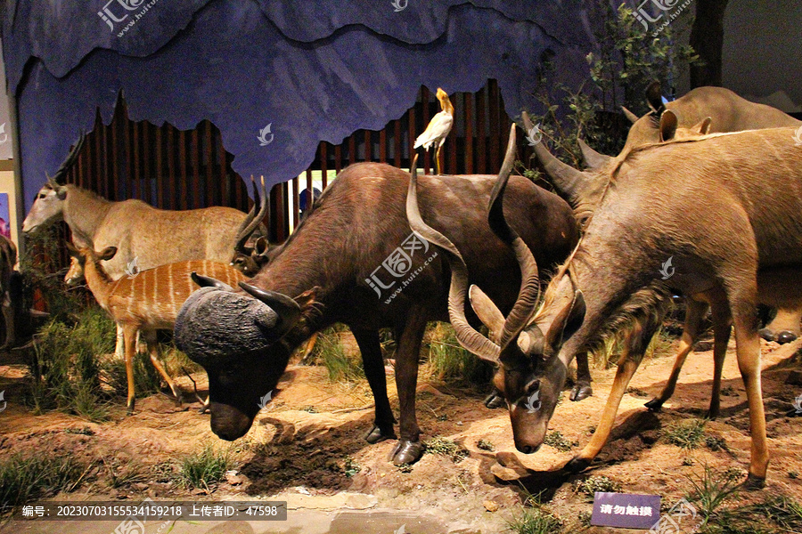 非洲动物迁徙麋鹿野牛