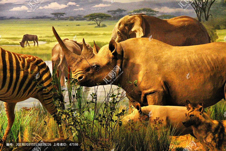 非洲野生动物标本斑马犀牛
