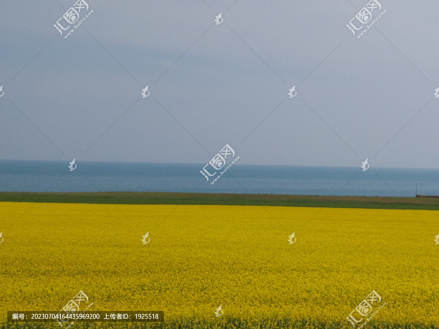 青海湖油菜花