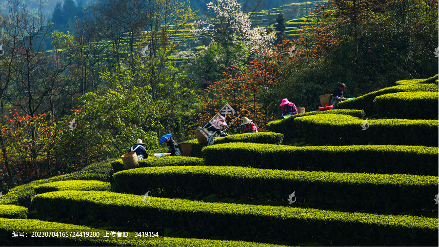 采春茶