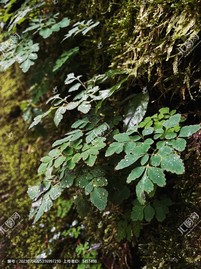 雨天的森林植物蕨类和苔藓