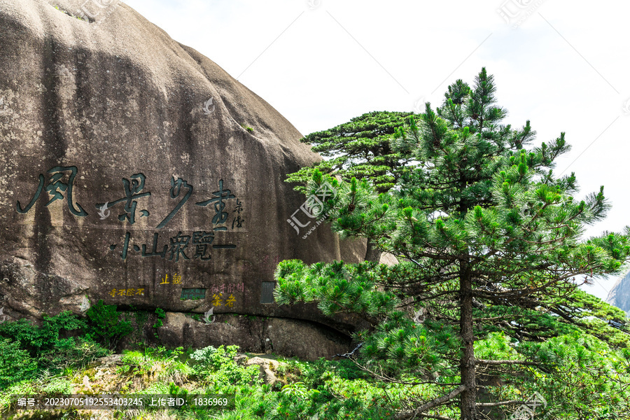 黄山迎客松