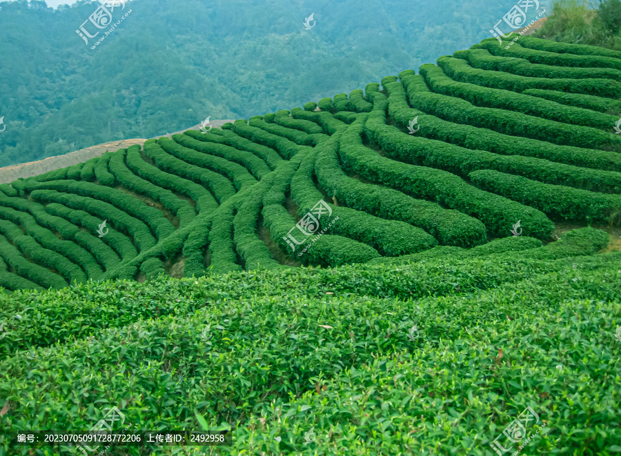 茶叶茶树茶山茶场绿色生态