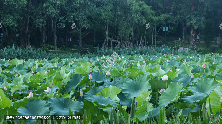 荷花池