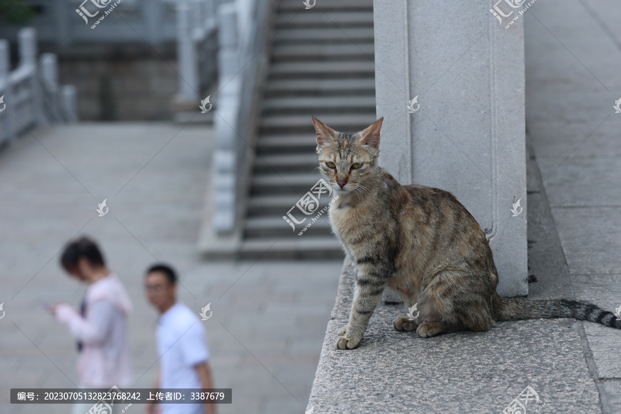 猫纤细瘦弱清风道骨灵性