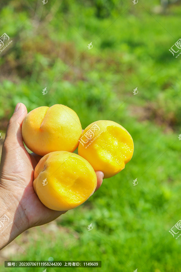 黄金蜜桃