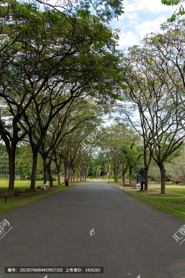 西双版纳花卉园里沿着树的空路