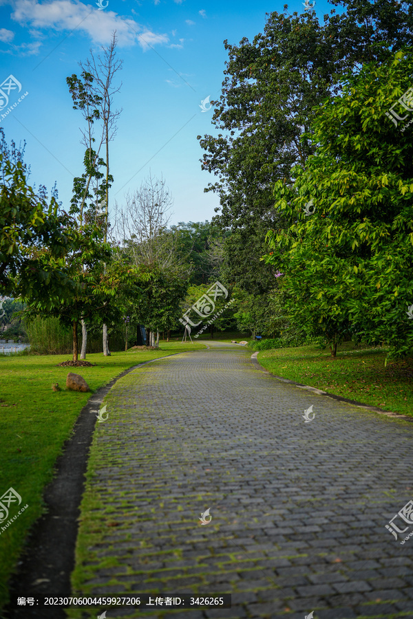 西双版纳花卉园里沿着树的空路